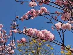 -天适樱花悠乐园