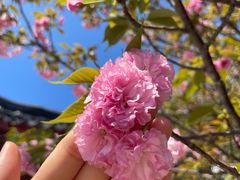 -八大山人梅湖景区