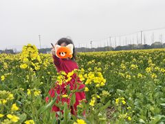 -西京湾花海