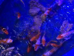 -华夏文旅西安度假区