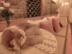 -叶叶菩提·晋福宫