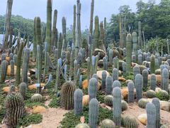 -深圳仙湖植物园