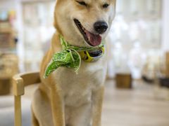 -柴迷FANS CLUB·柴犬狗咖·猫咖