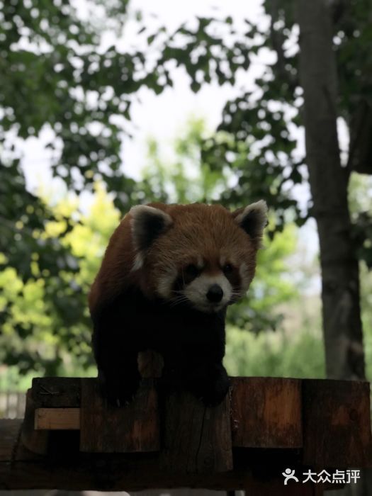 北京野生动物园图片