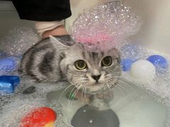 -车接车送·寄养洗护·德文猫舍(大宁店)