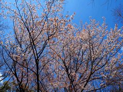 -京都御所