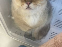 -老吴的猫·猫舍(新区店)
