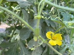 -庞各庄西瓜蔬菜采摘园·锦华瓜园