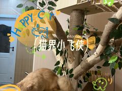 -唐小姐の私宠·宠物洗护美容·撸猫馆·购宠(周浦万达旗舰店)