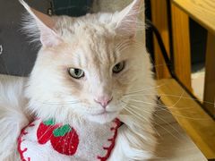 -豆逗聊愈猫阁Easy Life