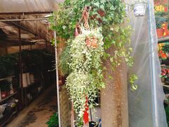 -金陵花卉交易市场