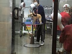 -PETKIT 小佩宠物·低压洗护·美容·寄养(安远店)