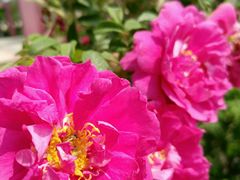 -中华石雕艺术园