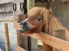 -神户市立六甲山牧场