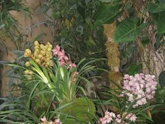 -中国科学院华南植物园