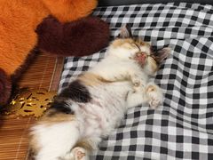 -瑞鹏宠物医院·夜间急症·心超·猫科(祖庙分店)