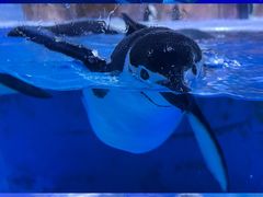 -海合安成都极地海洋公园