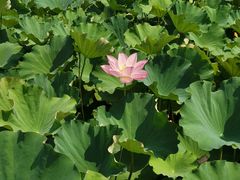 -合肥滨湖国家森林公园