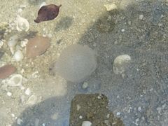 -红树林天天赶海