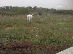 -武汉紫薇都市田园