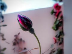 -维乐口腔医院(星海湾分院)