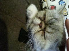 android_upload_pic-喵园·猫主题咖啡厅·撸猫·猫咖(国贸店)