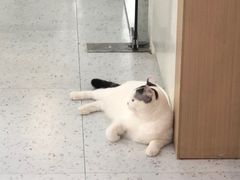 -喵园·猫主题咖啡厅·撸猫·猫咖(国贸店)