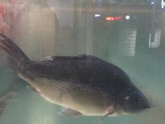 -乡土特色.冷锅鱼.牦牛肉汤锅