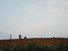 -大塘金香草谷