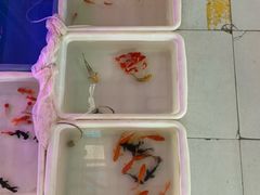 -武汉花鸟市场