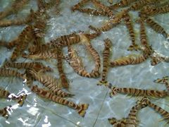 -渔民新村(番禺总店)