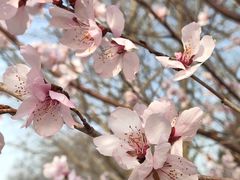 -海棠花溪(元大都城垣遗址公园)