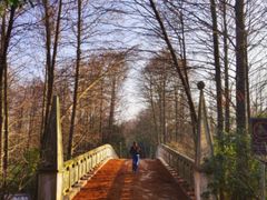 -上海海湾国家森林公园