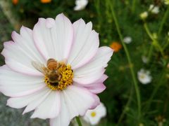 -田园东方蜜桃村的田野营地