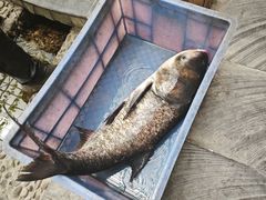 -燕北云山·农家菜·灶台鱼(密云溪翁庄店)