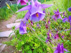 -国家植物园南园