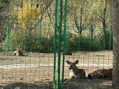 -千年银杏谷文化旅游区