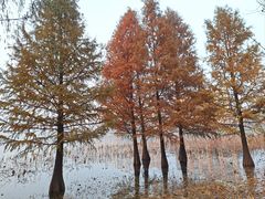 -莫愁湖公园