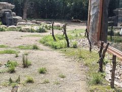 -上海野生动物园老虎餐厅