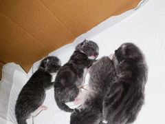 -莱姆星桌游·拼豆·团建