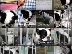 -北京观赏动物医院·24小时大型综合·猫专科·异宠专科