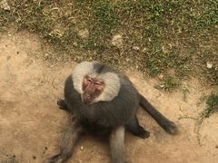 -西霞口神雕山野生动物世界