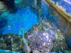 -烟台海昌鲸鲨海洋公园