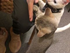 -猫色咖啡·猫咖