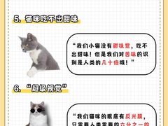 -翊宠yipet猫狗购宠庄园犬舍•猫舍