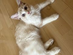 -中农国际动物医院24小时·猫科·骨科·急重症中心