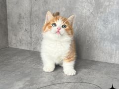 -小猫来了·猫舍(红山六九七九店)