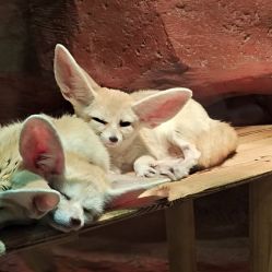 -Zoolung Zoolung动物主题公园(海信广场店)