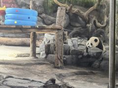 -武汉动物园