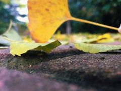 -杨铭宇黄焖鸡米饭(芙蓉巷店)